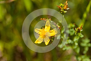 RanunculusÃÂ is aÃÂ large genus of about 500ÃÂ species ofÃÂ flowering plantsÃÂ in the familyÃÂ Ranunculaceae.